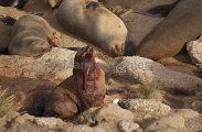 Australian Fur Seal (Arctocephalus pusillus doriferus)