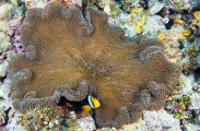 Merten's Sea Anemone (Stichodactyla mertensii) Merten's Sea Anemone (Stichodactyla mertensii)
