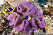 Merten's Sea Anemone (Stichodactyla mertensii) Merten's Sea Anemone (Stichodactyla mertensii)