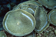 Corallimorph Anemone (Amplexidiscus fenestrafer) Corallimorph Anemone (Amplexidiscus fenestrafer)