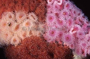Southern Jewel Anemones (Corynactis australis) Southern Jewel Anemones (Corynactis australis)