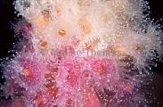 Southern Jewel Anemones (Corynactis australis)