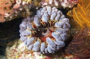Southern Sea Anemone (Phlyctenanthus australis) Southern Sea Anemone (Phlyctenanthus australis)