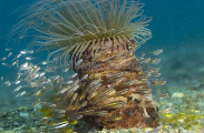 Tube Anemone (Cerianthus filiformis) Tube Anemone (Cerianthus filiformis)
