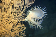 Venus Flytrap Anemone (Actinoscyphia saginata) Venus Flytrap Anemone (Actinoscyphia saginata)