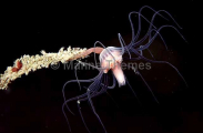 Solitary Hydroid (Tubularia larynx) Solitary Hydroid (Tubularia larynx)