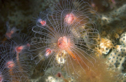 Solitary Hydroids (Ralpharia magnifica) Solitary Hydroids (Ralpharia magnifica)