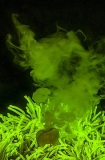 Magnificent Sea Anemone (Heteractis magnifica) Magnificent Sea Anemone (Heteractis magnifica)