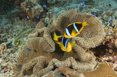 Merten's Sea Anemone (Stichodactyla mertensii) Merten's Sea Anemone (Stichodactyla mertensii)