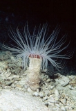 Tube Anemone (Ceranthidae sp.)