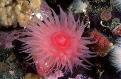 Brooding Anemone (Epiactis prolifera)
