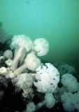 Plumose Anemones (Metridium farcimen) Plumose Anemones (Metridium farcimen)