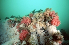 Short Plumose Anemones (Metridium senile) Short Plumose Anemones (Metridium senile)