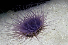 Cerianthus Anemone (Cerianthus sp.) Cerianthus Anemone (Cerianthus sp.)