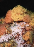 Yellow Zoanthids (Parazoanthus sp.) Yellow Zoanthids (Parazoanthus sp.)