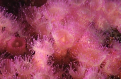 Southern Jewel Anemones (Corynactis australis) Southern Jewel Anemones (Corynactis australis)