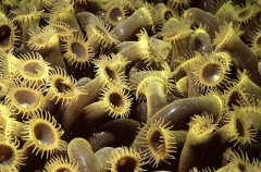 Robust Zoanthid (Zoanthus robustus) Robust Zoanthid (Zoanthus robustus)