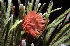 Swimming Anemone (Phlyctenactis tuberculosa) Swimming Anemone (Phlyctenactis tuberculosa)