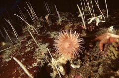 Antarctic Anemone (Isotealia antarctica) Antarctic Anemone (Isotealia antarctica)