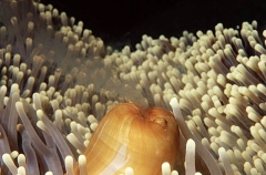 Magnificent Sea Anemone (Heteractis magnifica) Magnificent Sea Anemone (Heteractis magnifica)