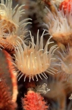 Gorgonian Anemone (Nemanthus annamensis) Gorgonian Anemone (Nemanthus annamensis)
