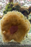 Magnificent Sea Anemone (Heteractis magnifica) Magnificent Sea Anemone (Heteractis magnifica)