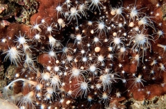 Anemones (Tealia sp.) Anemones (Tealia sp.)