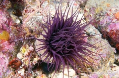 Tube Anemone (Pachycerianthus magnus) Tube Anemone (Pachycerianthus magnus)