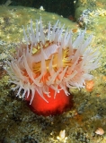 Fish-eating Anemone (Urticina piscivora) Fish-eating Anemone (Urticina piscivora)