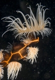Gorgonian Wrapper Anemone (Nemanthus annamensis) Gorgonian Wrapper Anemone (Nemanthus annamensis)