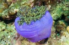 Magnificent Sea Anemone (Heteractis magnifica) Magnificent Sea Anemone (Heteractis magnifica)