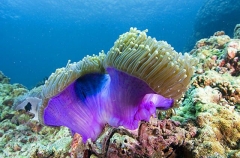 Magnificent Sea Anemone (Heteractis magnifica) Magnificent Sea Anemone (Heteractis magnifica)