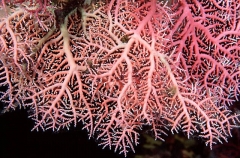 Stylaster Coral (Stylaster sp.)