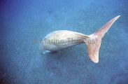 Dugong (Dugong dugon) Dugong (Dugong dugon)