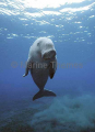 Dugong (Dugong dugon) Dugong (Dugong dugon)