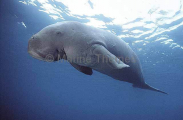 Dugong (Dugong dugon) Dugong (Dugong dugon)