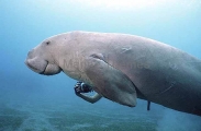 Dugong (Dugong dugon) Dugong (Dugong dugon)