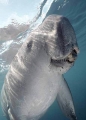 Dugong (Dugong dugon) Dugong (Dugong dugon)