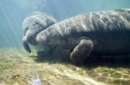 West Indian Manatees (Trichechus manatus) West Indian Manatees (Trichechus manatus)
