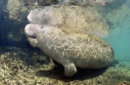West Indian Manatee (Trichechus manatus) West Indian Manatee (Trichechus manatus)