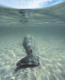 Dugong (Dugong dugon)