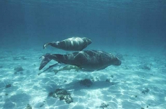 Dugong (Dugong dugon) Dugong (Dugong dugon)