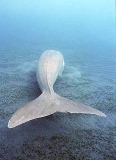 Dugong (Dugong dugon) Dugong (Dugong dugon)