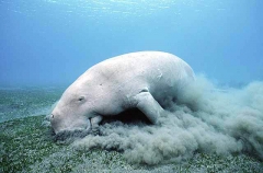 Dugong (Dugong dugon) Dugong (Dugong dugon)