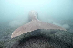 Dugong (Dugong dugon) Dugong (Dugong dugon)