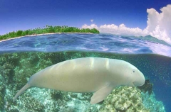 Dugong (Dugong dugon) Dugong (Dugong dugon)