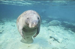 West Indian Manatee (Trichechus manatus)
