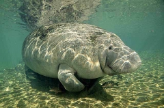 West Indian Manatee (Trichechus manatus)