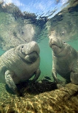 West Indian Manatees (Trichechus manatus) West Indian Manatees (Trichechus manatus)