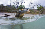 Komodo Dragon (Varanus komodoensis) Komodo Dragon (Varanus komodoensis)